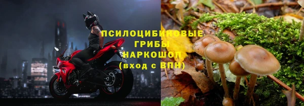 PSILOCYBIN Бугульма
